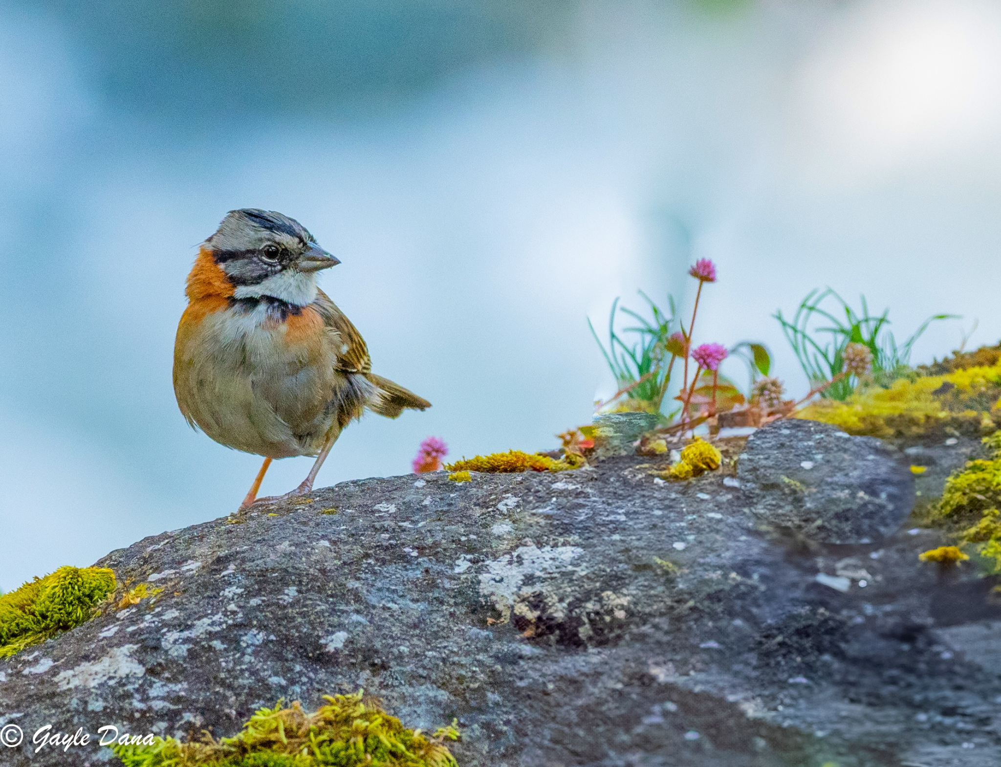 Rufous collared Sparrow 2